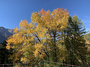 Colori d'autunno