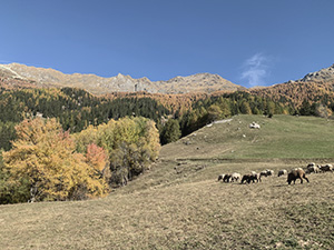 Colori d'autunno