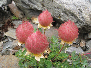 Gruppetto di cariofillata delle pietraie (Geum reptans L.) con i fiori gialli gi caduti