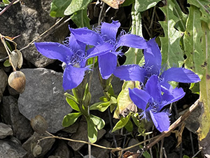 Genziana sfrangiata (Gentianopsis ciliata)