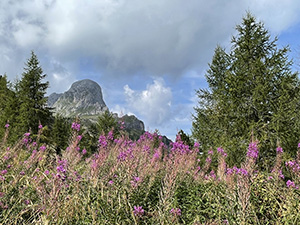 Fioriture di camenerio