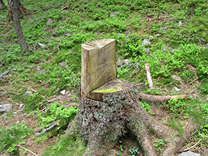 Una sedia ricavata da un albero