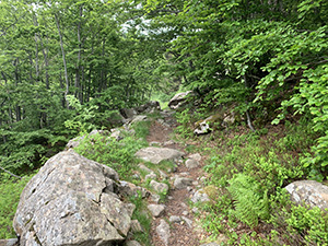 Il sentiero nel bosco