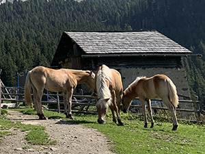 Cavalli accanto alla malga