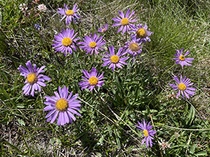 Aster Alpinus