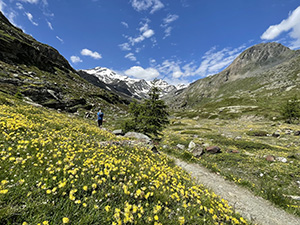 Sentiero e fiori gialli