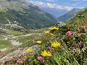 Doronicum e rododendri