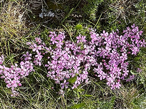 Silene Acaulis