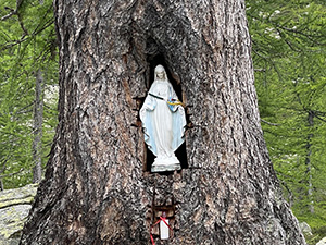 Madonnina nel tronco di un larice