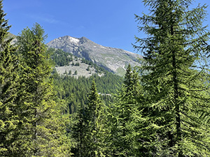 Panorama dal bosco